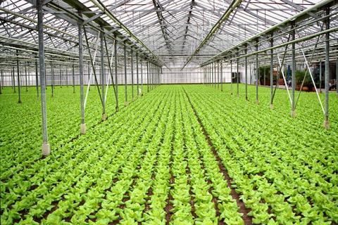 Belgien_-_REO_Salat__2__01.jpg