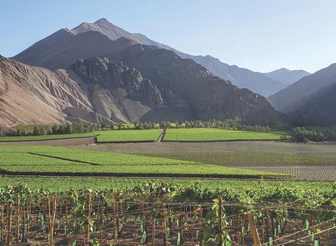 Chilean grapes