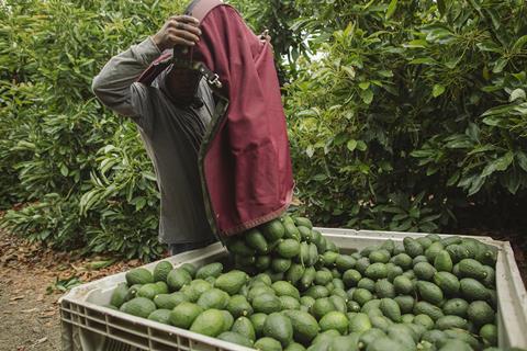 California Avocados Put in Bin