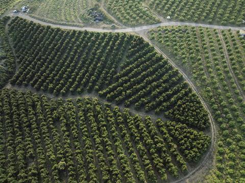 California Avocado Grove Aerial Shot 0042