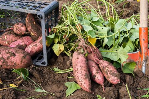 'Sweet potatoes’ has generated more than 2.12mn searches on TikTok