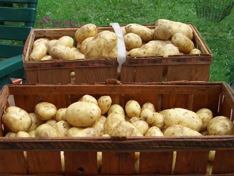 AMI: Rekordsommer für Frühkartoffelerzeuger