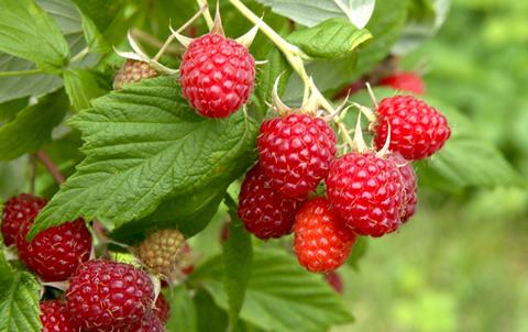 Raspberries benefit from consistent temperatures and partial cloud cover, which was lacking in June and July.