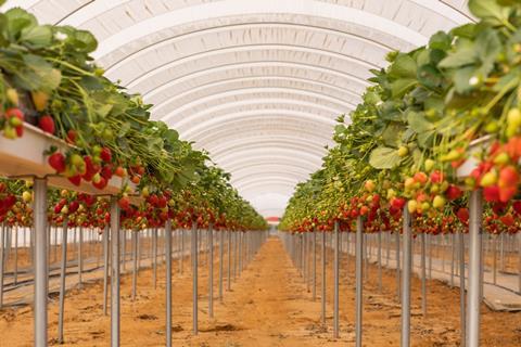 Berries del Oeste