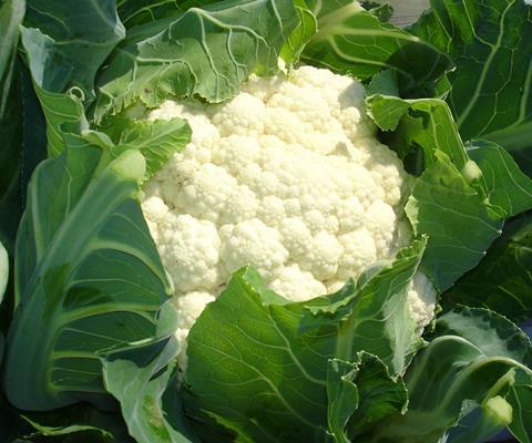 Deutschland: Verringertes Angebot an Blumenkohl führt zu Preisanstieg