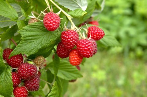 Raspberries