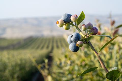 Hortifrut blueberries