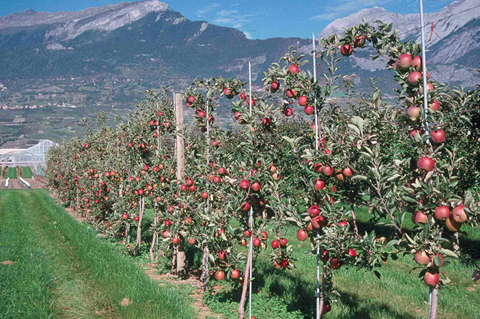Schweiz: Apfelernte niedriger als erwartet