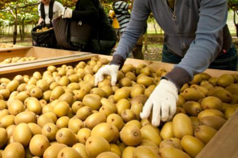 NZKGI New Zealand Kiwifruit orchard picking labour
