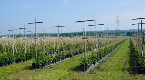 Linton Growing, near Maidstone in Kent