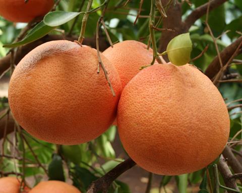 Südafrika stoppt vorsorglich den Citrus-Export in die EU
