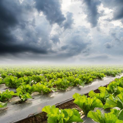 Regen auf Salatfeld