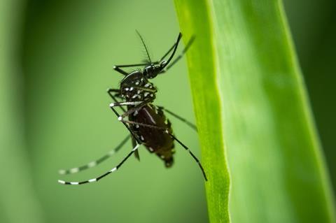 AdobeStock_509647586 tiger mosquito