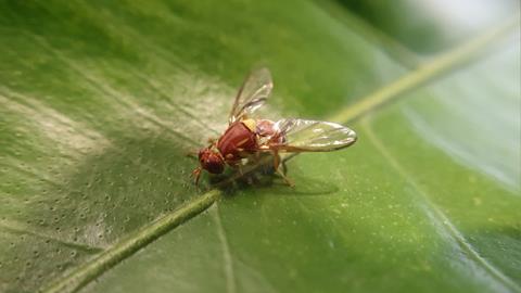Queensland fruit fly on leaf
