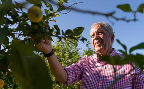 AdobeStock_557428907 Murcia lemon citrus grower