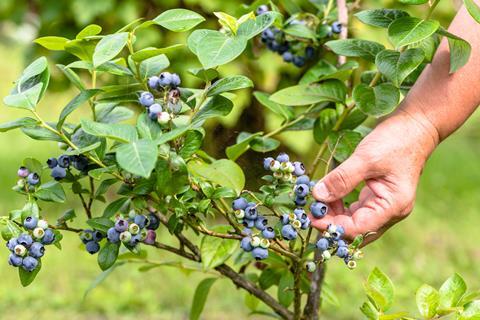 Blaubeeren