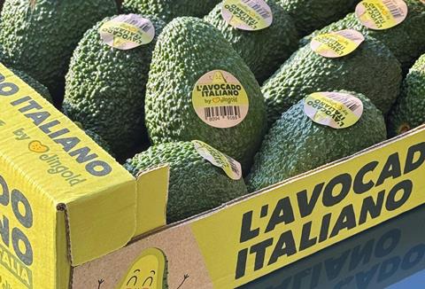 Italian Avocado Jingold