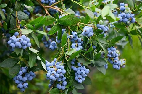 The Summer Berry Company said it experienced one of the most consistent harvest in years