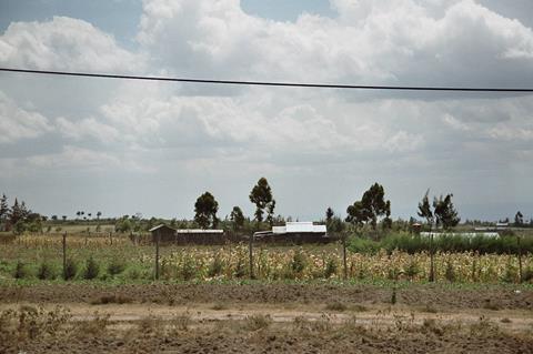 Kenia: Expansion im Avocado-Anbau