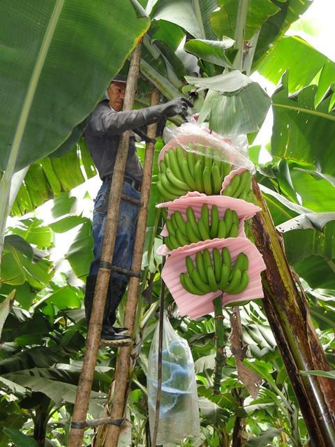 Kolumbien: Verdacht auf TR4 in Bananenplantage