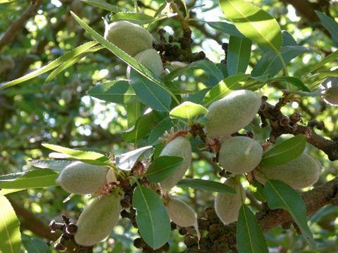 Palm Nuts & More: Geringere Mandel-Mengen, höheres Preisniveau