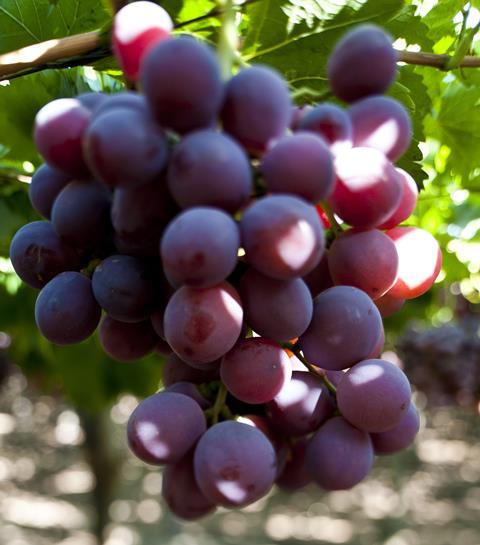 Foto: Fruits from Chile