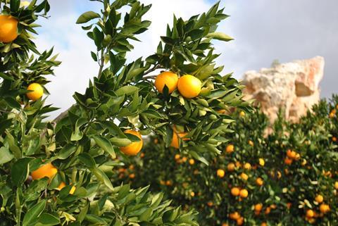 RSA citrus