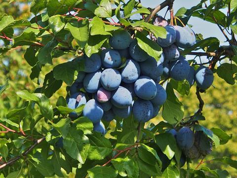 plums-3692738_1920
