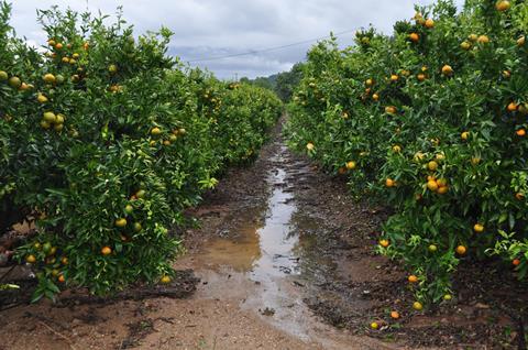 Regen Citrusgarten_Spanien_Schmidt