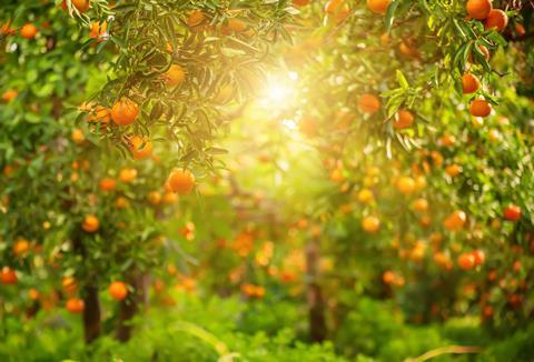 Citrus grove with sun shining through