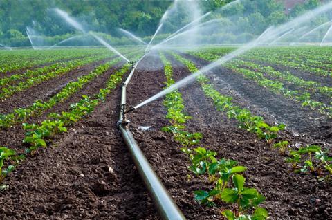 Die nötige Bewässerung ist nur einer der Faktoren, die 2020 zu höheren Produktionskosten führen. (Foto: Ulrich Müller/Adobe Stock)