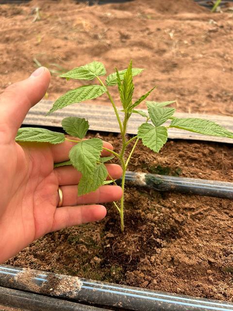 IT G-Berries Molari Easystar plant