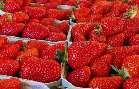 Erdbeeren Hoogstraten