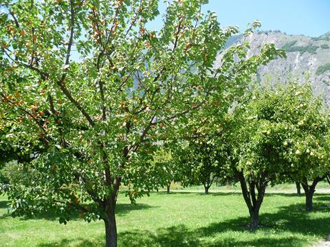 Schweiz: Aprikosenernte profitiert vom Wetter