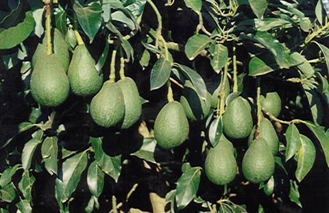 Südafrika: Avocado-Nachfrage sorgt für Produktionserweiterung