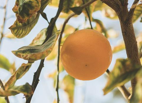 Egyptian citrus