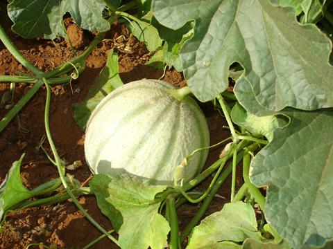 In Brasilien erzeugte Melone auf dem Feld