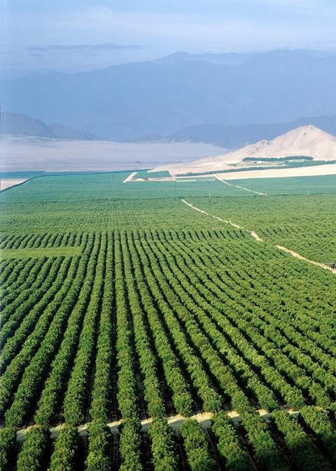 Peru festigt Position als Avocado-Exporteur