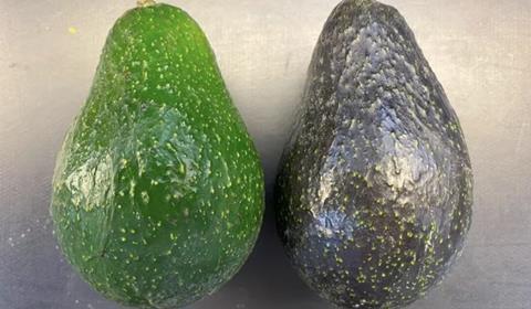 UCR new avo variety