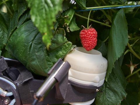 Fieldwork Robotics is focusing on robotic picking solutions for raspberries