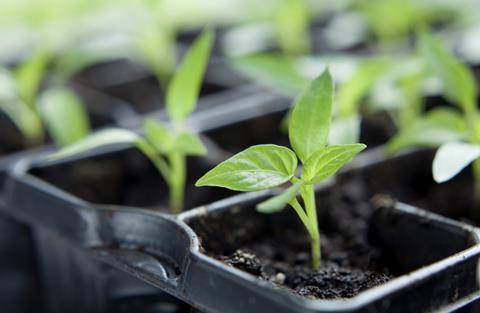 Generic vegetable seeds growing Adobe Stock