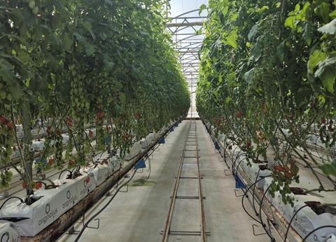 Tomato test farm in Almeria Rijk Zwaan