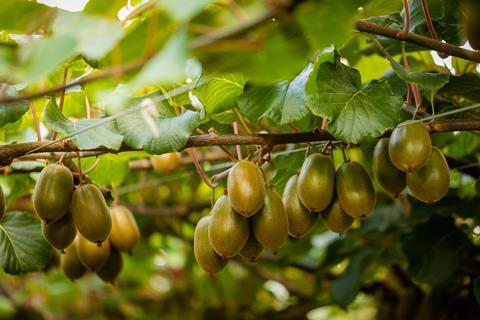 Kiwis aus Südafrika