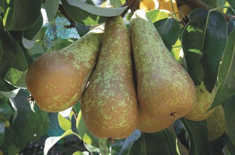 Catalan pears