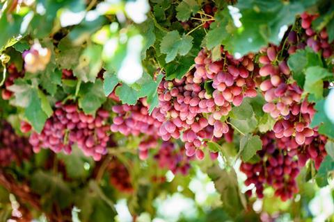Australian table grapes