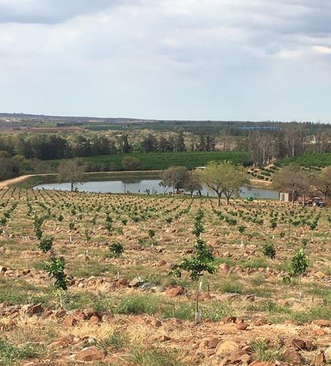 Südafrika: Erleichterung über Regenfälle in Citrus-Anbaugebieten