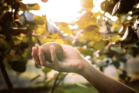 Sales of Zespri kiwifruit are set to top the NZ$4.6bn-mark in 2024/25