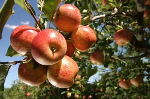 German organic apples