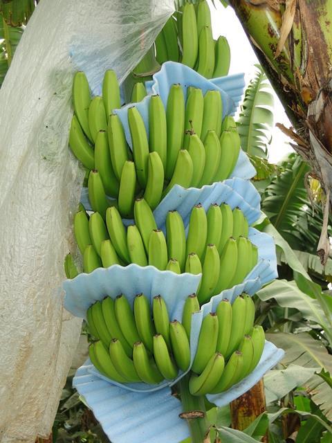 Peru: Steigende Bananenexporte