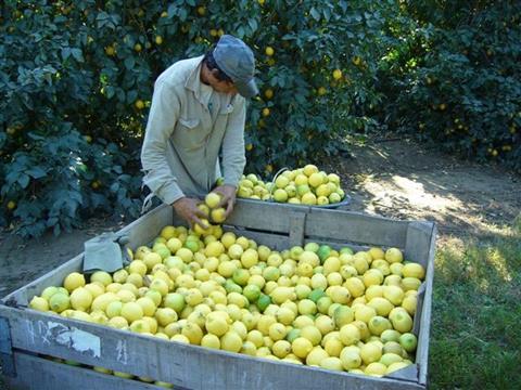 Argentinien: Zitronen-Ernte bleibt hinter der von 2016 zurück